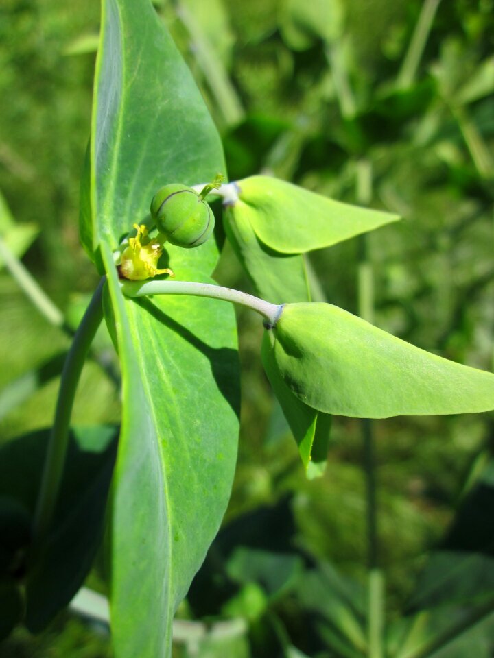 Weed flora botany photo