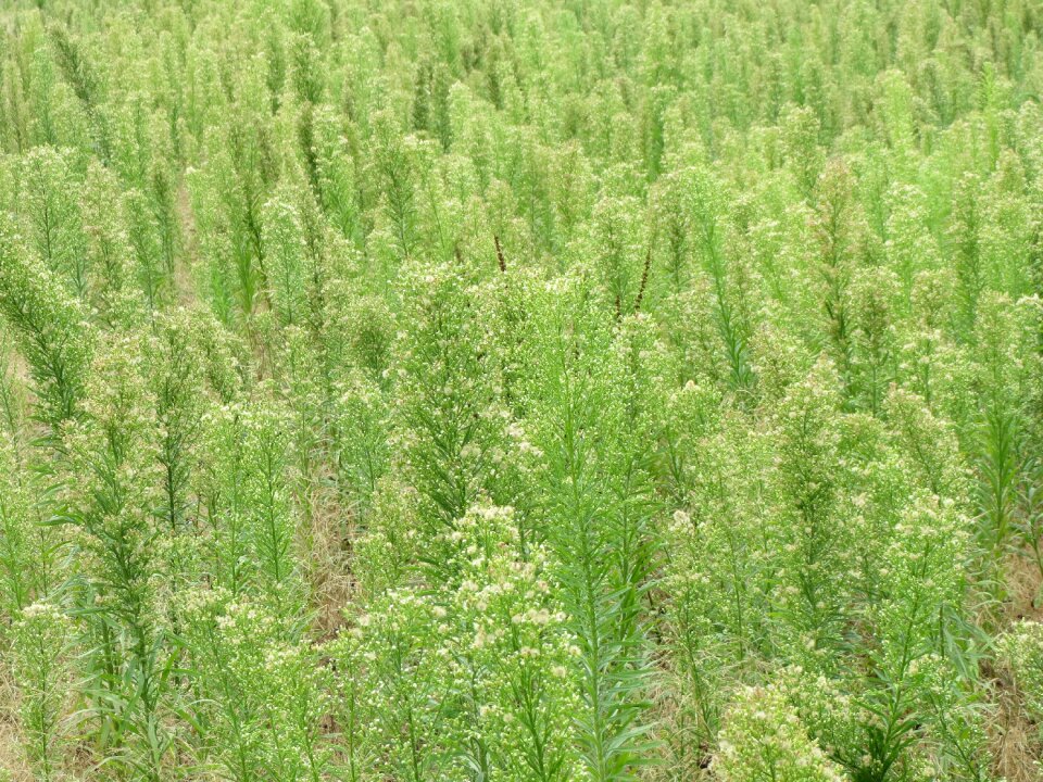 Canadian fleabane coltstail marestail
