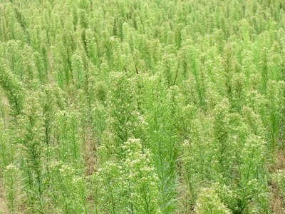 Canadian fleabane coltstail marestail