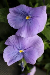 Bloom summer garden