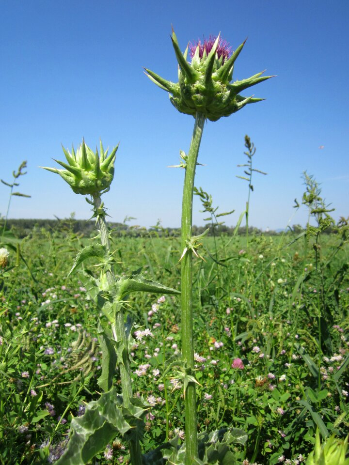 Blessed milk thistle marian thistle mary thistle