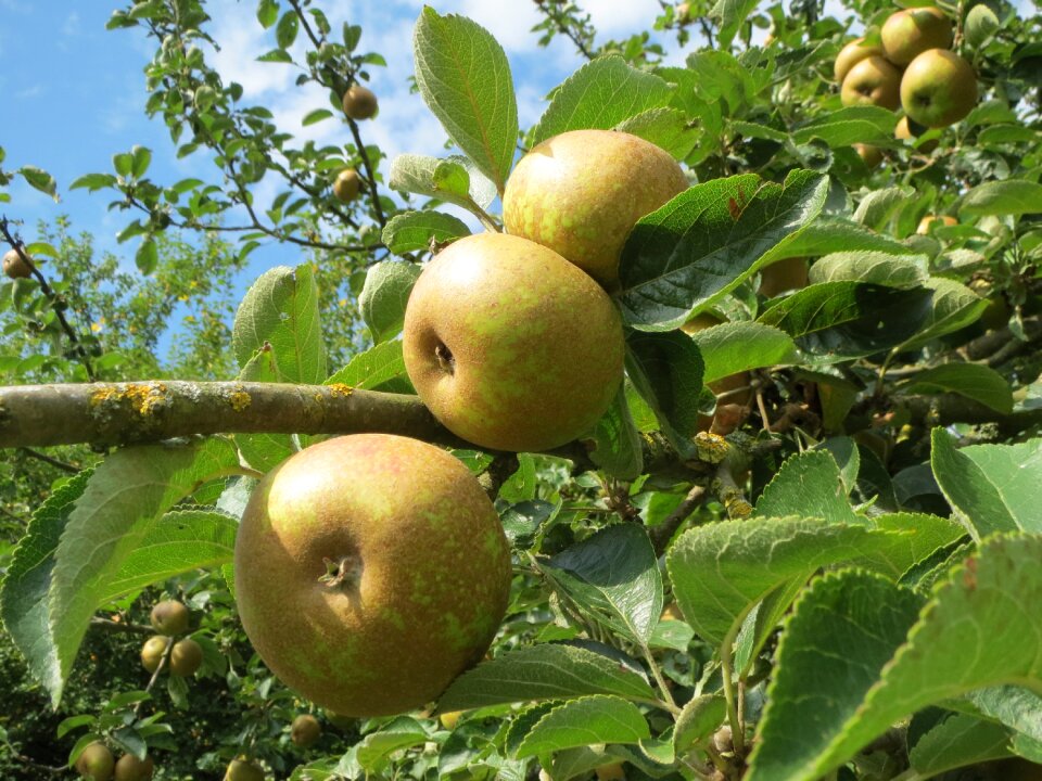 Fruit branch tree