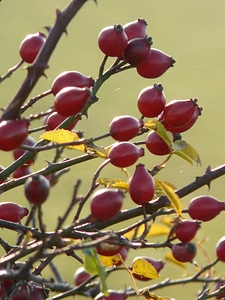 Red dog rose rosa canina