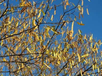 Silk tree tree fruit