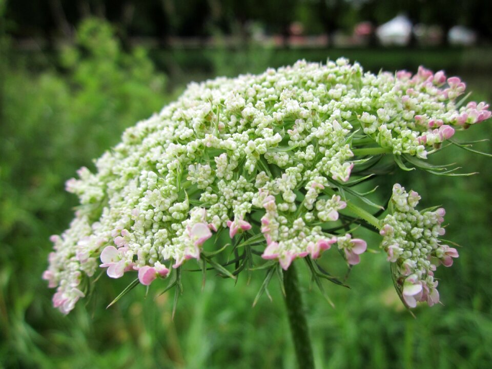 Bishop's lace queen anne's lace wildflower