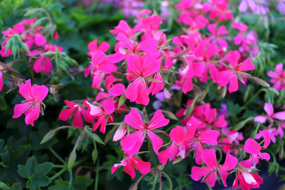 Blossom summer floral