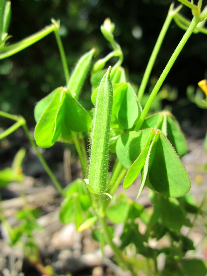 Common yellow oxalis upright yellow-sorrel lemon clover