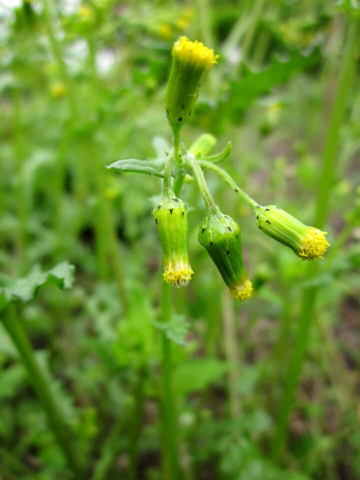 Botany macro inflorescence