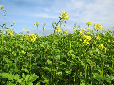 Agriculture herb spice