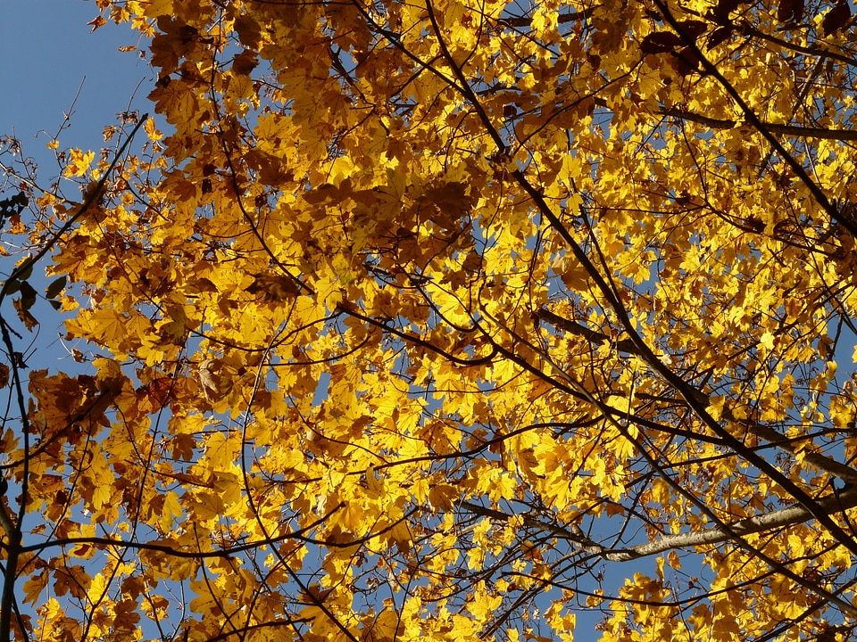 Acer deciduous tree golden autumn