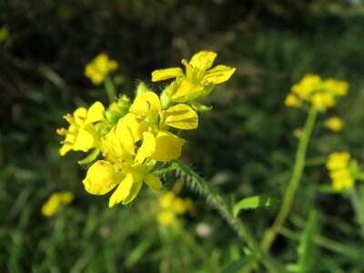False london rocket wildflower flora