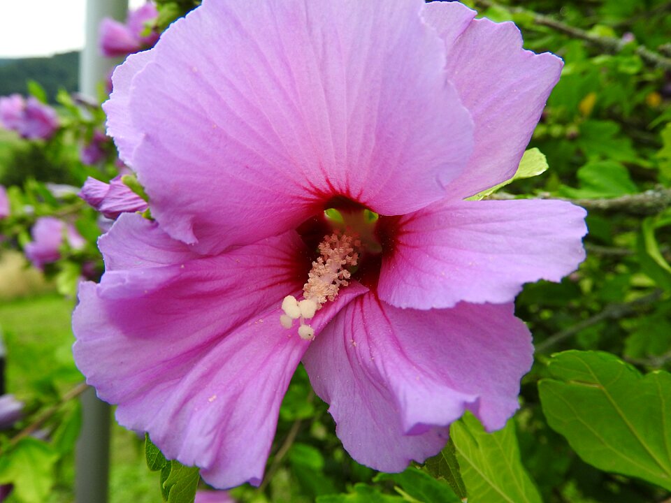 Pink mallow ornamental plant