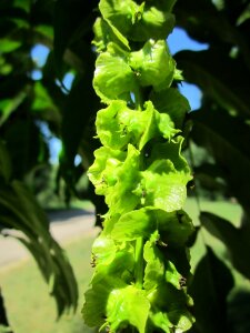 Tree fruit nut