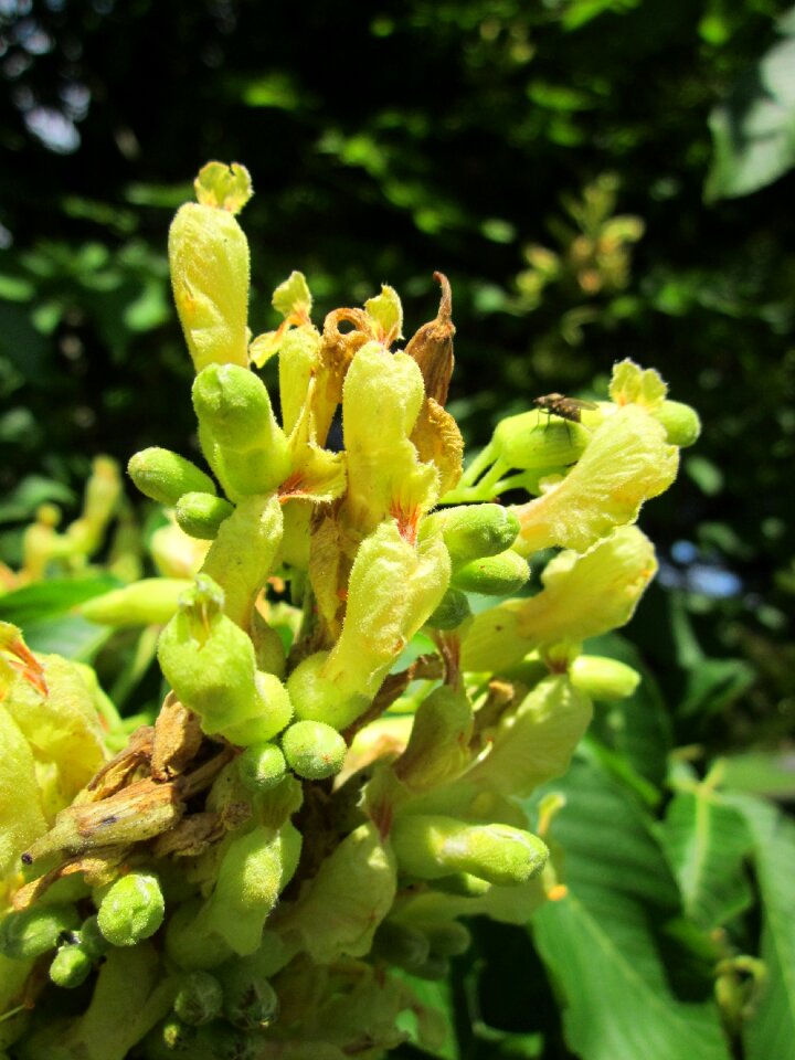 Sweet buckeye tree flora