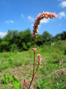 Curlytop knotweed willow weed wildflower