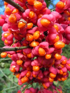 Common spindle flora shrub