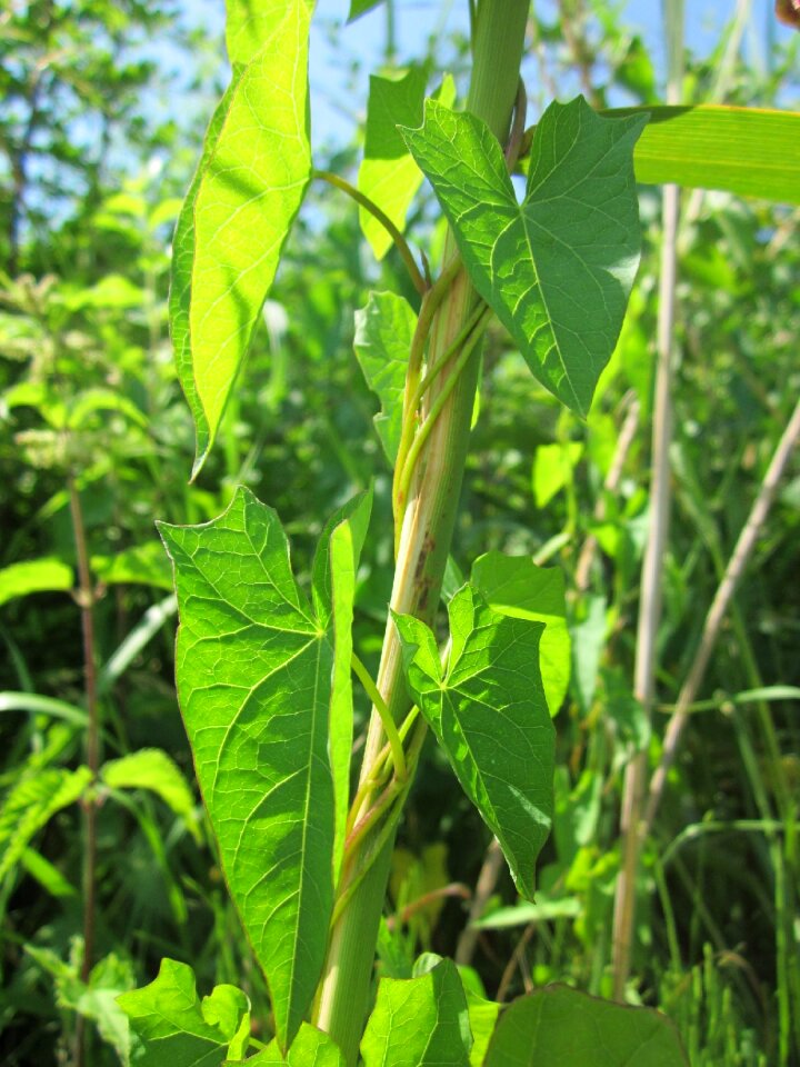 Rutland beauty bugle vine heavenly trumpets