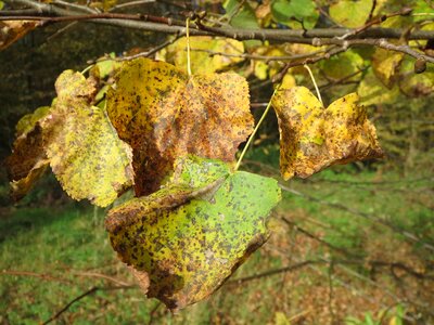 Little-leaved linden tree leaves