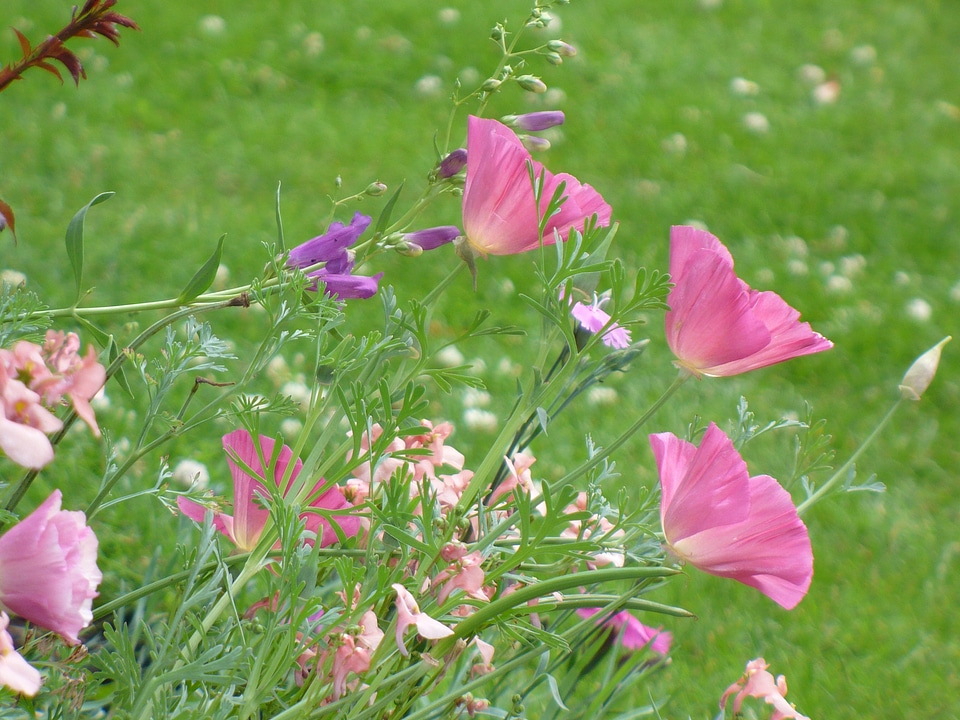 Summer botanical natural