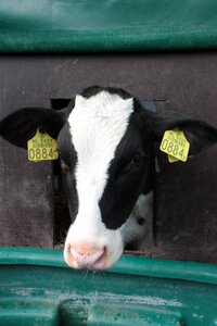 Farm animals outdoor life