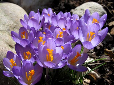 Close up spring violet