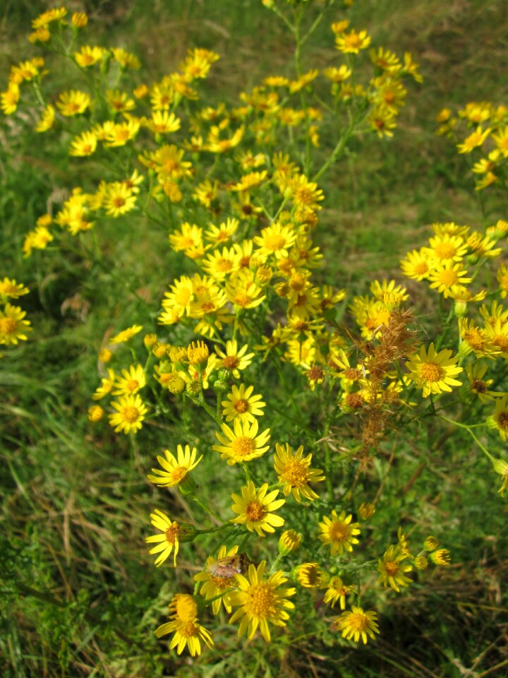 Tansy ragwort benweed st james-wort