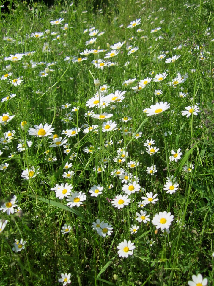 Scentless chamomile field chamomile wildflower