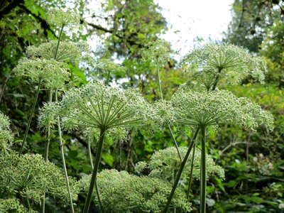 Flora inflroescence botany
