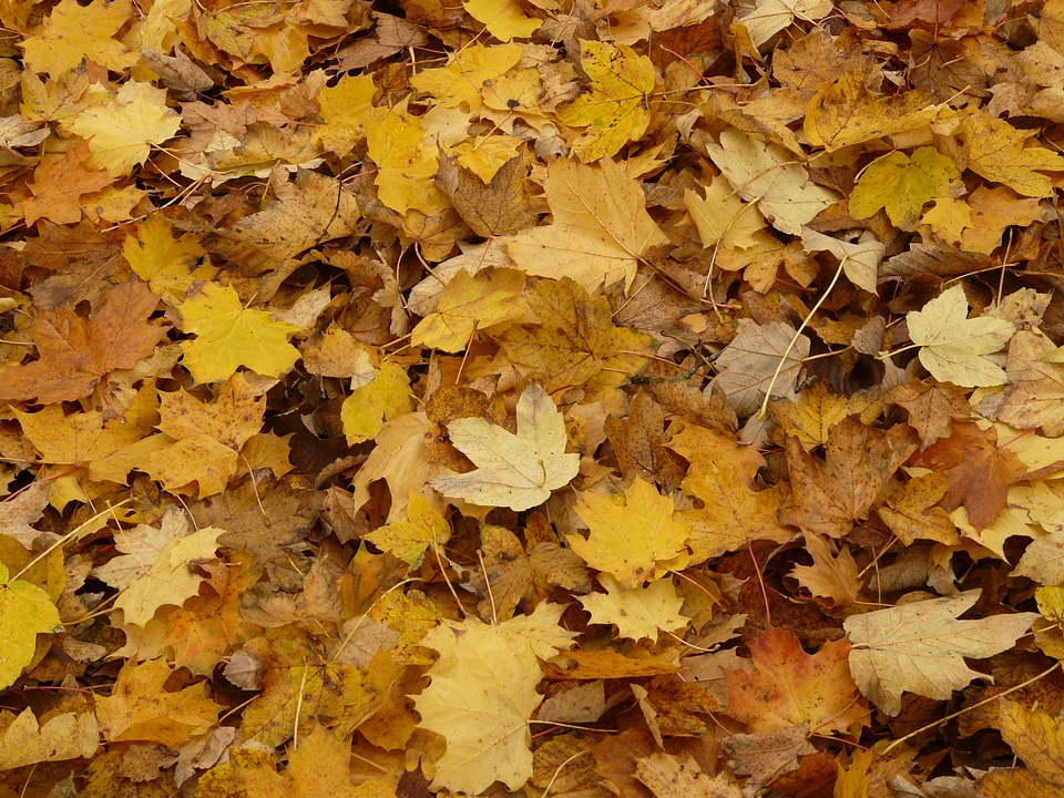 Maple leaves autumn yellow