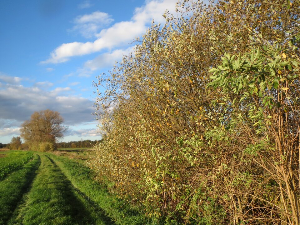 Track landscape flora