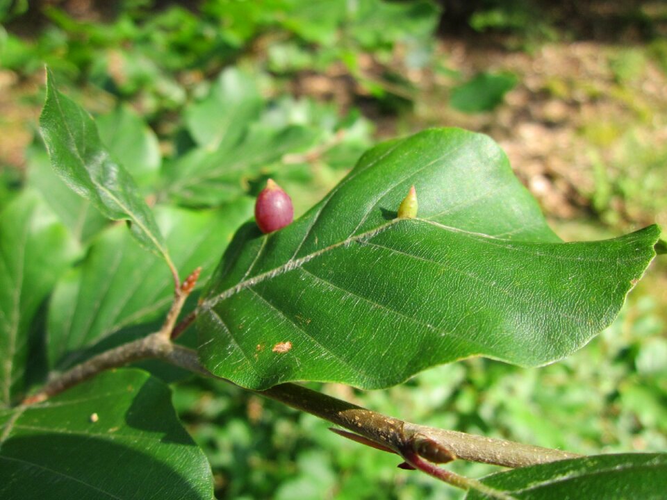 Leaves macro galls