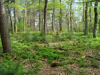 Summit trees hill