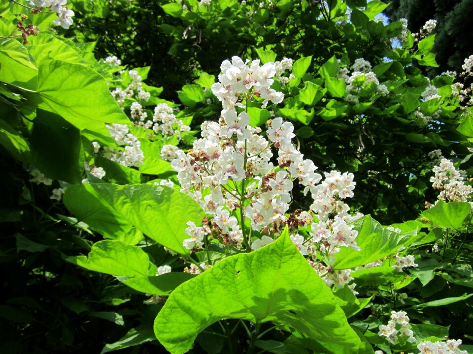 Indian bean tree shrub tree