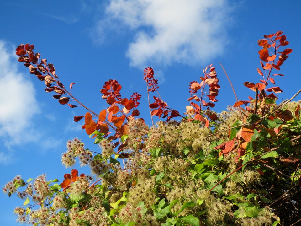 Climber creeper flora