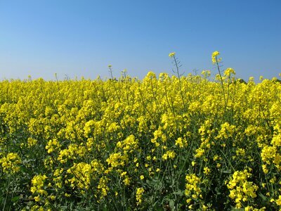 Rapeseed fields flower