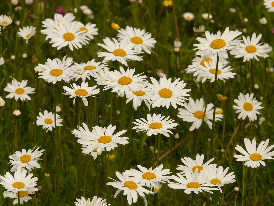 Marguerite blossom bloom