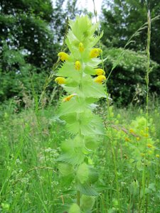 Plant flora meadow