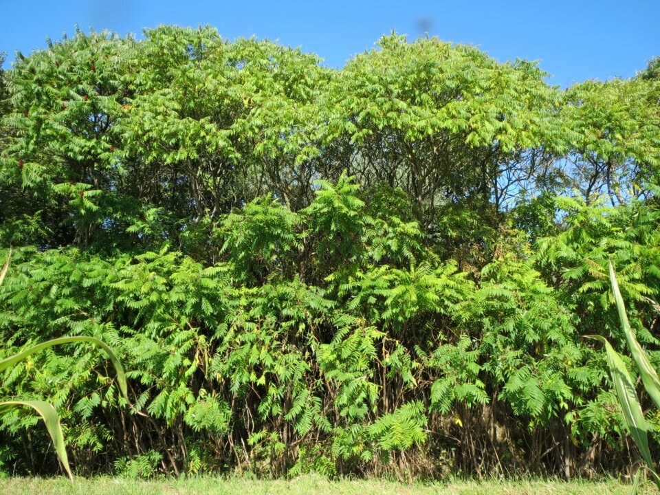 Shrub tree flora