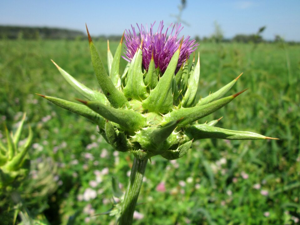 Blessed milk thistle marian thistle mary thistle