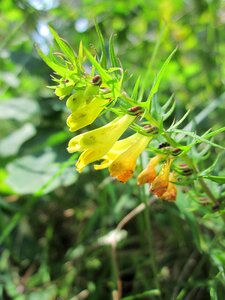 Inflorescence blossom flora