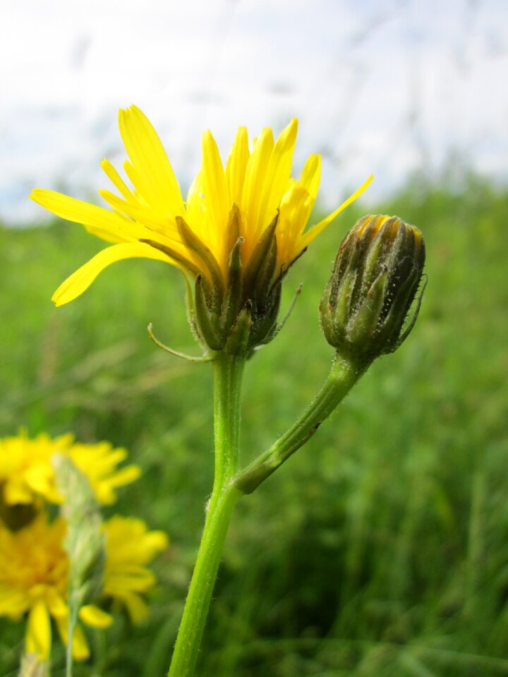 Flora inflorescene botany