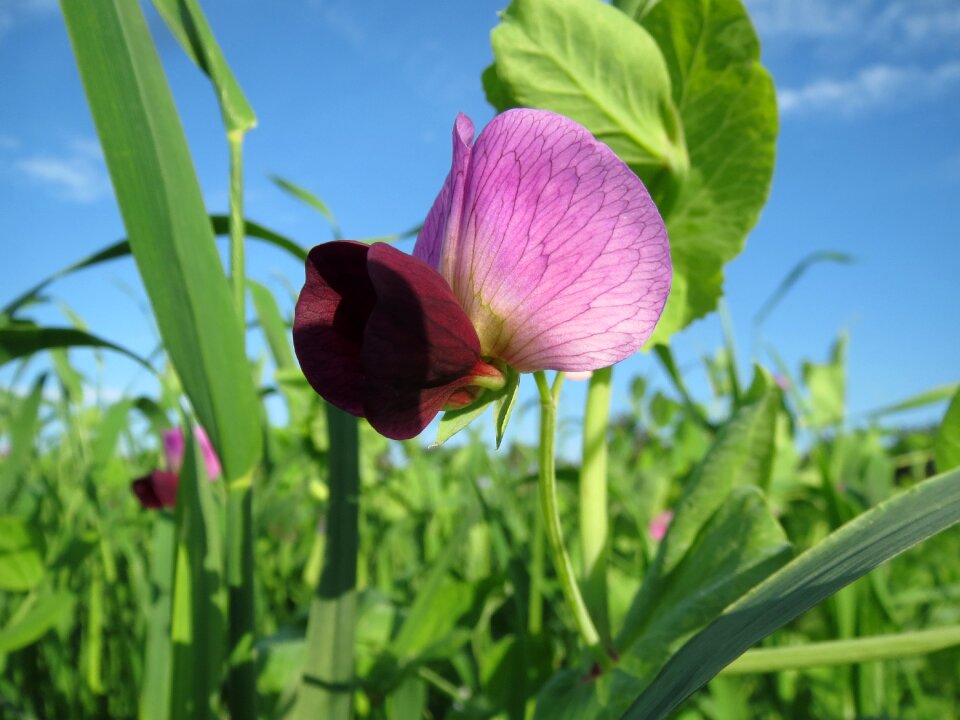 Blossom flora crop