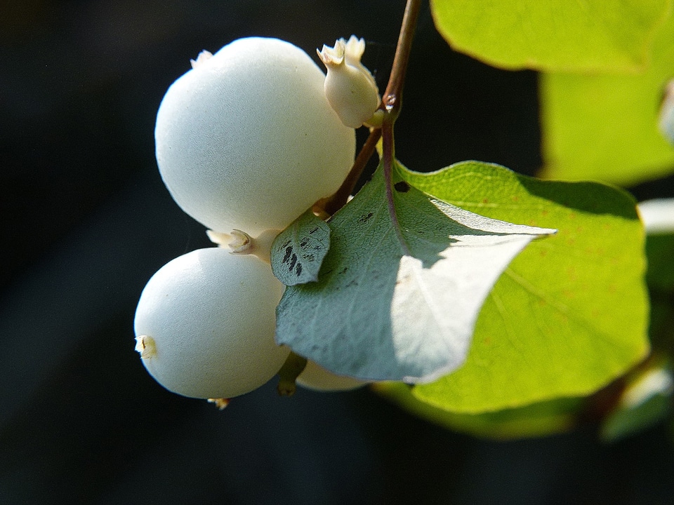 Cap bomb plant nature