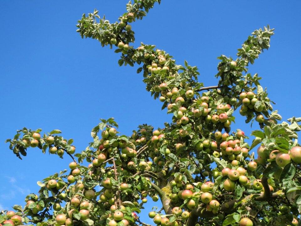 Branch apples ripe