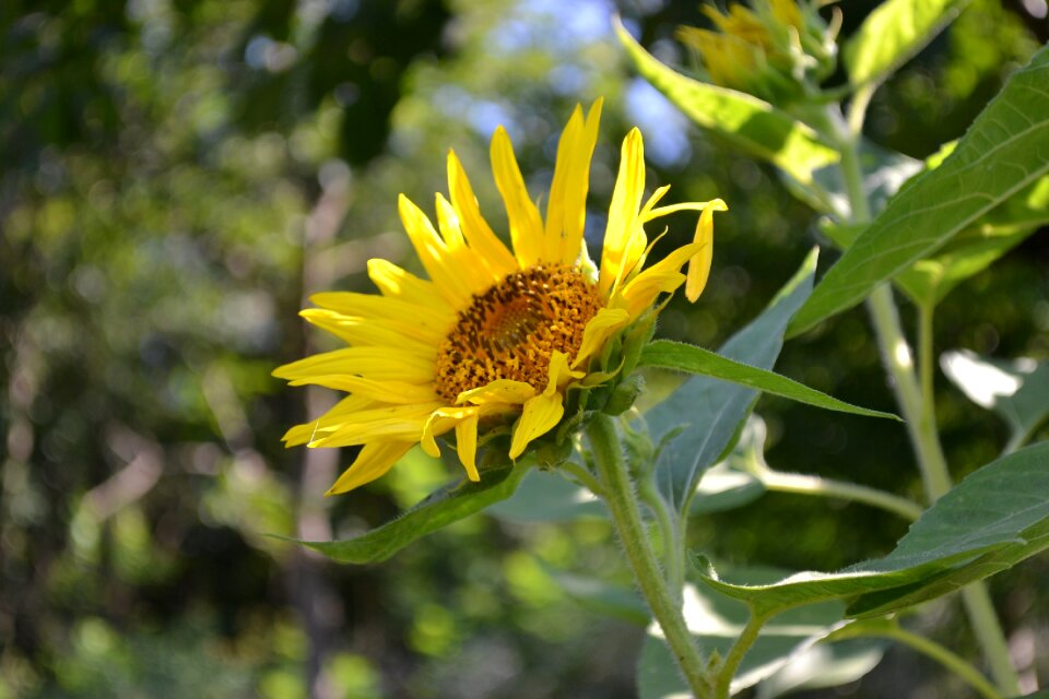 Floral spring green