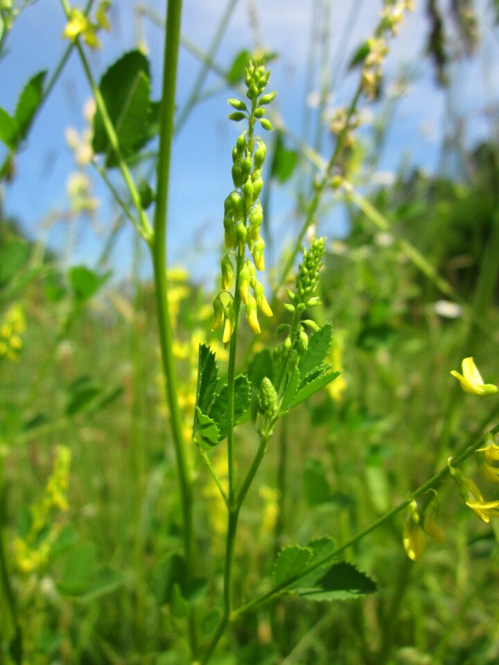 Ribbed melilot common melilot wildflower
