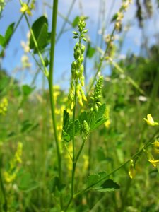 Ribbed melilot common melilot wildflower