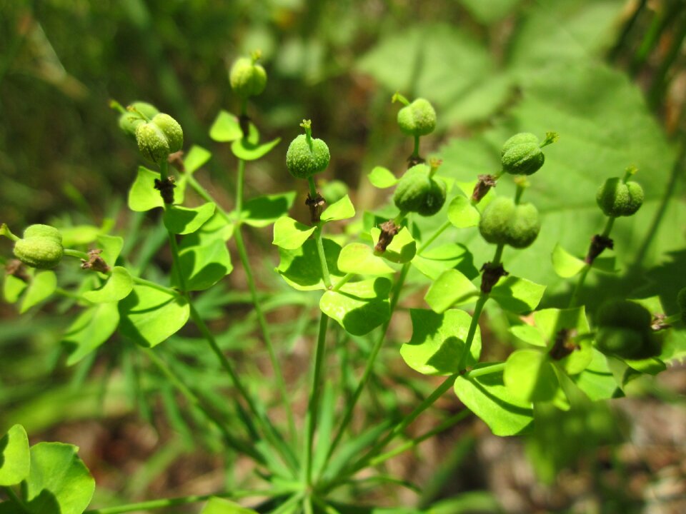 Flora botany plant