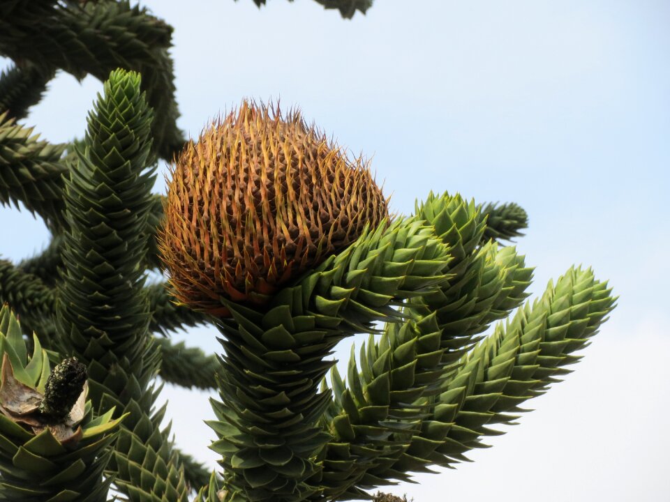 Chilean pine conifer tree