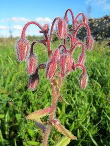 Inflorescence wildflower flora photo